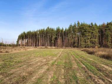 Yeşil çam ormanı, uzaktan manzara. Mavi gökyüzüne karşı güzel çam ağaçları. Resimli sonbahar ormanı manzarası. Konsept: bahçıvanlık, ekoloji