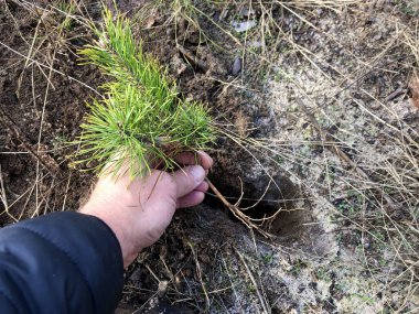 The process of a young tree in a pine forest. Green, young pine in the coniferous forest. Concept: plant a tree, ecology, protect nature clipart