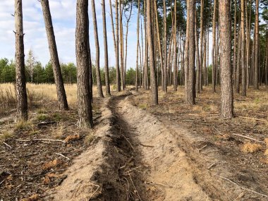 Ormanda hendek, yangın koruması. Çam ormanındaki ağaçların arasında bir siper. Sınır ormanın içinden geçiyor..
