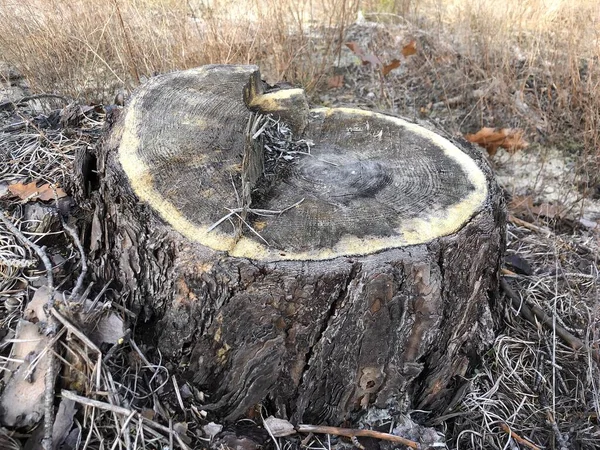 En stubbe av ett fällt träd i en tallskog. Sågad, ung tall i en barrskog. Begreppet avskogning, skogsbruk — Stockfoto
