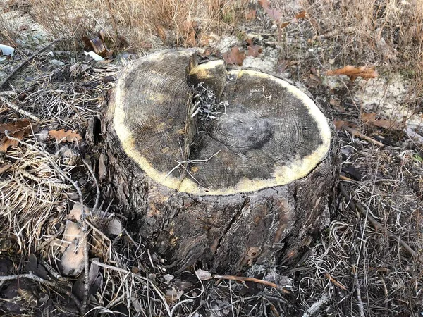 Tronco de uma árvore derrubada em uma floresta de pinheiro. Viu, pinheiro jovem em uma floresta de coníferas. Conceito: desmatamento, silvicultura — Fotografia de Stock