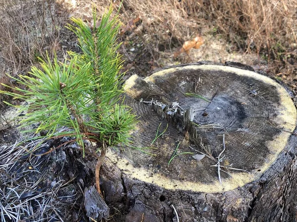 Egy kivágott fa csonkja egy fenyőerdőben. Fűrészelt, fiatal fenyő egy tűlevelű erdőben. Koncepció: erdőirtás, erdőgazdálkodás — Stock Fotó