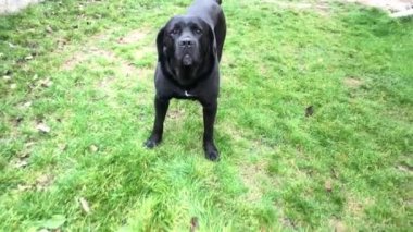 Büyük siyah köpek Cane Corso, yakın plan. Safkan köpek çimlerin üzerinde yürüyor. Safkan bir köpek bahçeyi koruyor..