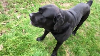 Büyük siyah köpek Cane Corso, yakın plan. Safkan köpek çimlerin üzerinde yürüyor. Safkan bir köpek bahçeyi koruyor..