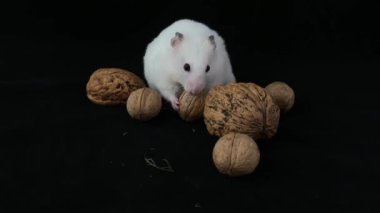 Siyah arka planda beyaz hamster. Cevizlerin yanında bir kemirgen oturuyor. Evcil, beyaz, şirin hamster fındık yiyor..