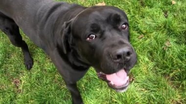 Büyük siyah köpek Cane Corso, yakın plan. Safkan köpek çimlerin üzerinde yürüyor. Safkan bir köpek bahçeyi koruyor..