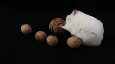 Siyah arka planda beyaz hamster. Cevizlerin yanında bir kemirgen oturuyor. Evcil, beyaz, şirin hamster fındık yiyor..