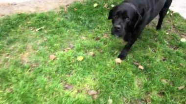 Büyük siyah köpek Cane Corso, yakın plan. Safkan köpek çimlerin üzerinde yürüyor. Safkan bir köpek bahçeyi koruyor..