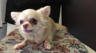 Chihuahua cinsi köpek koyu bir arka planda. Küçük safkan bir köpek kumların üzerinde yatıyor. Beyaz, pürüzsüz, koca gözlü bir köpek..