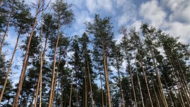 緑の松林 サイドビュー 背の高い 青い空に対して美しい松の木 絵のような秋の森の風景 コンセプト 森の空気 森の中を歩く 生態系 — ストック動画