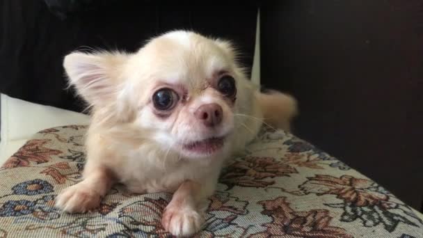 Chihuahua Criar Perro Sobre Fondo Oscuro Pequeño Perro Pura Sangre — Vídeo de stock
