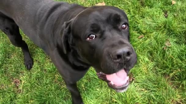 Wielki Czarny Pies Cane Corso Zbliżenie Czysty Pies Spaceruje Trawie — Wideo stockowe