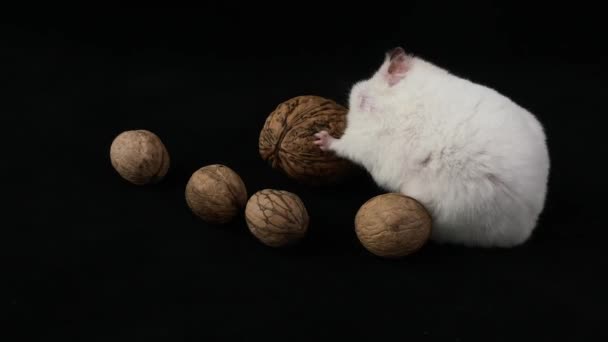 Siyah Arka Planda Beyaz Hamster Cevizlerin Yanında Bir Kemirgen Oturuyor — Stok video