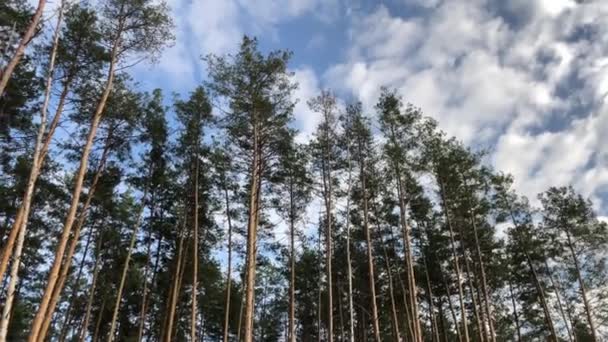 Groen Dennenbos Zijaanzicht Lang Mooie Pijnbomen Tegen Blauwe Lucht Schilderachtig — Stockvideo