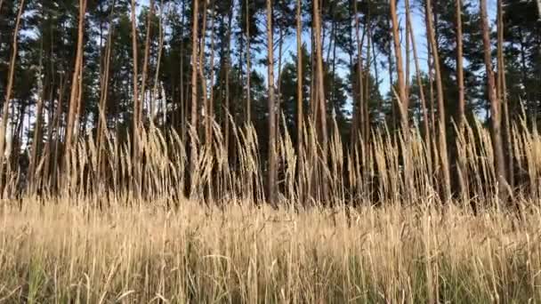 Zielony Las Sosnowy Widok Boku Wysokie Piękne Sosny Pod Błękitnym — Wideo stockowe