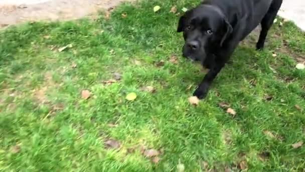 Nagy Fekete Kutya Cane Corso Közelkép Fajtatiszta Kutya Sétál Fűben — Stock videók