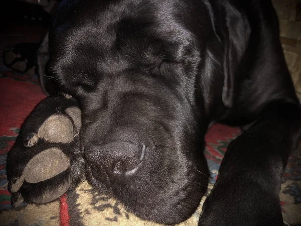 Egy alvó kutya szája, Cane Corso. A nagy fekete kutya otthon alszik. Egy fajtiszta kutya fekszik az almon.. — Stock Fotó