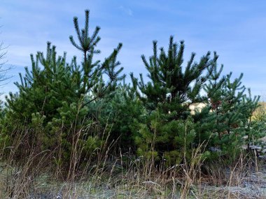Ormanın arka planında yeşil çam dalları. Çam ormanındaki genç Noel ağaçları. Kavram: yeşil alanlar, doğa koruması.