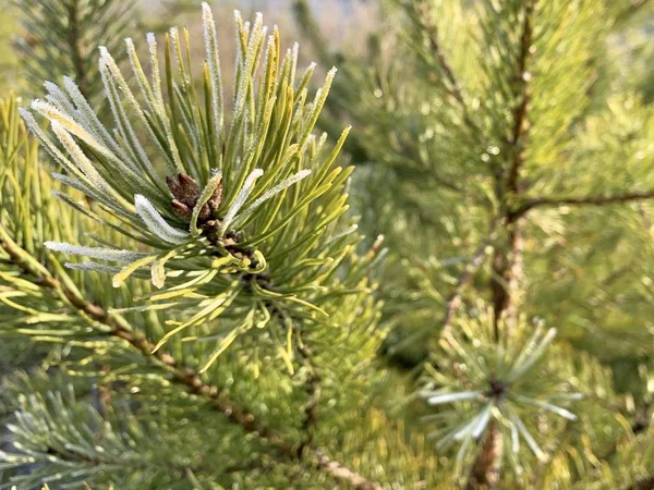 숲의 배경에 푸른 소나무 가지가 있습니다. 소나무 숲에 어린 크리스마스 트리. 개념: 녹색 공간, 자연 보호. — 스톡 사진