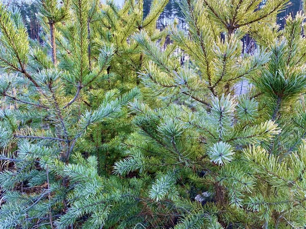 Zöld fenyő ágak a háttérben az erdő. Fiatal karácsonyfák egy fenyőerdőben. Koncepció: zöld terek, természetvédelem. — Stock Fotó