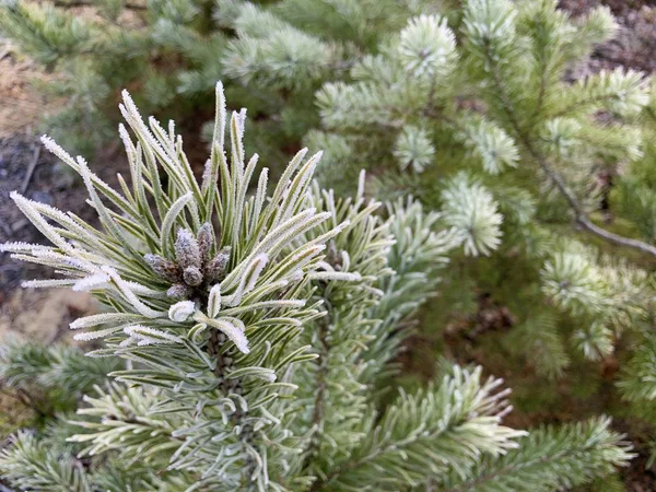 Ormanın arka planında yeşil çam dalları. Çam ormanındaki genç Noel ağaçları. Kavram: yeşil alanlar, doğa koruması. — Stok fotoğraf