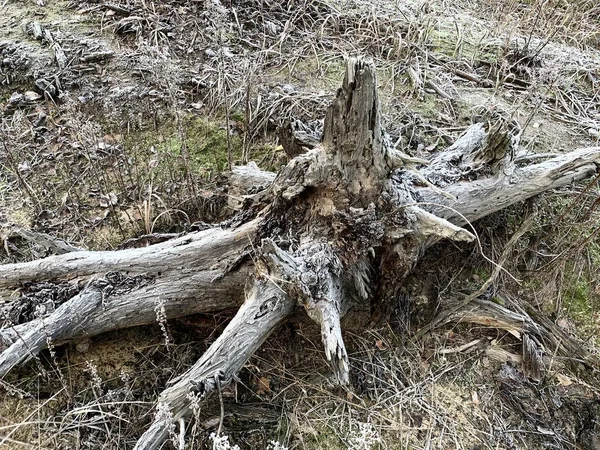Grande raiz de uma árvore derrubada. O sistema radicular do velho pinheiro. Tronco escavado . — Fotografia de Stock