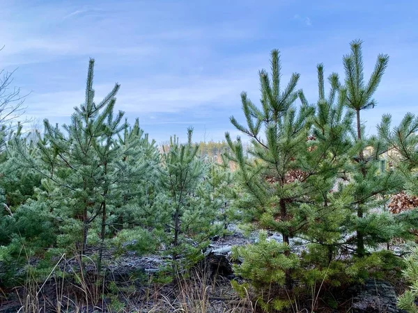숲의 배경에 푸른 소나무 가지가 있습니다. 소나무 숲에 어린 크리스마스 트리. 개념: 녹색 공간, 자연 보호. — 스톡 사진