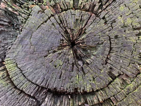 Background texture: old stump with cracks. Round stripes in a cut tree. Cross section of a tree trunk, structure, growth rings.