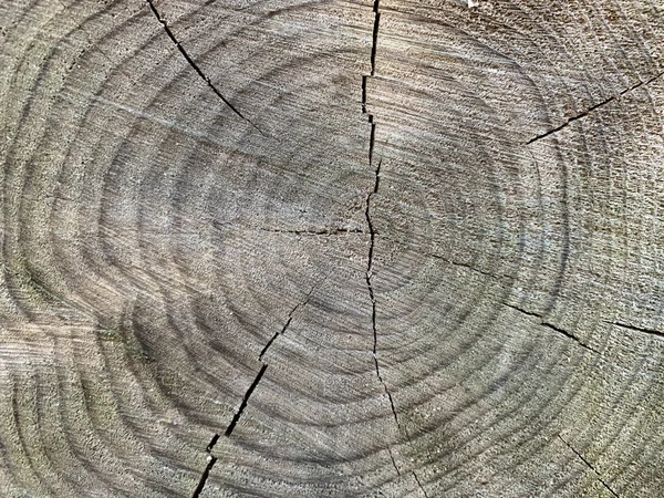 Background texture: old stump with cracks. Round stripes in a cut tree. Cross section of a tree trunk, structure, growth rings.