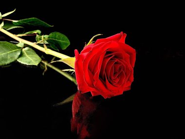 Siyah arka planda güzel kırmızı bir gül. Parlak tomurcuklu yalancı bir gül. Kavram: Aşk, yalnızlık.