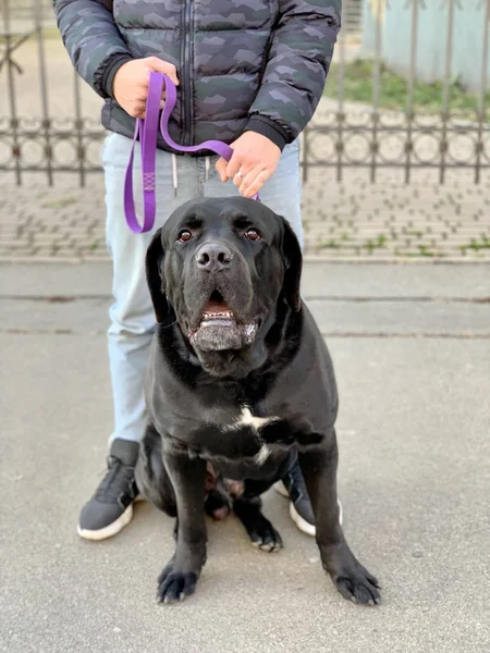 Big black thoroughbred dog on a leash. Purebred dog Cane Corso in a collar. A man holds a dog on a leash.