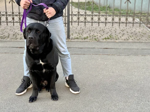 Big black thoroughbred dog on a leash. Purebred dog Cane Corso in a collar. A man holds a dog on a leash. — 스톡 사진