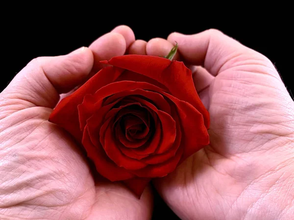 A red rose bud in the hands of a guy. Rose petals on the palms of man. A man holds a burgundy flower. — Stock Photo, Image