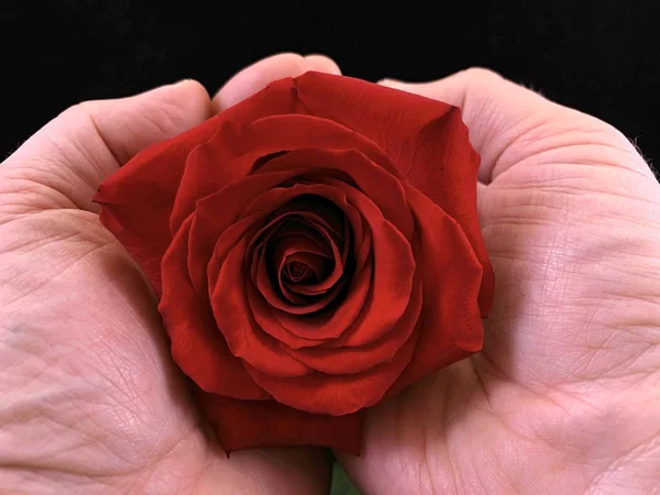 Красный бутон розы в руках парня. Лепестки роз на ладонях человека. Мужчина держит бургундский цветок . — стоковое фото