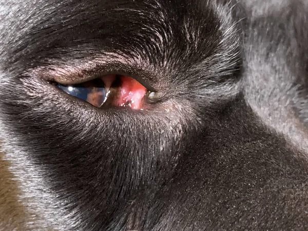 The open eye of a black dog, close-up. Big eyelids of a pet. Concept: dog eye