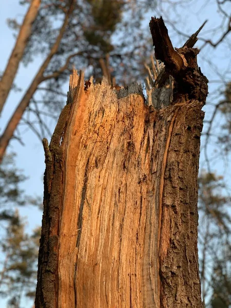 Zepsute stare, wieczne drzewo w lesie. Rozbity pień wysokiego drzewa w parku. — Zdjęcie stockowe