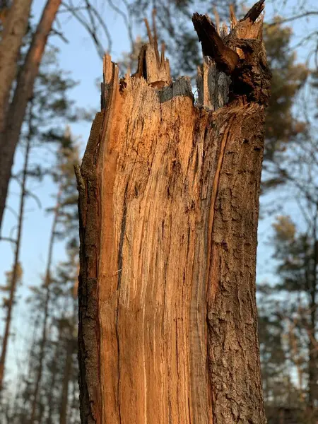 Zepsute stare, wieczne drzewo w lesie. Rozbity pień wysokiego drzewa w parku. — Zdjęcie stockowe