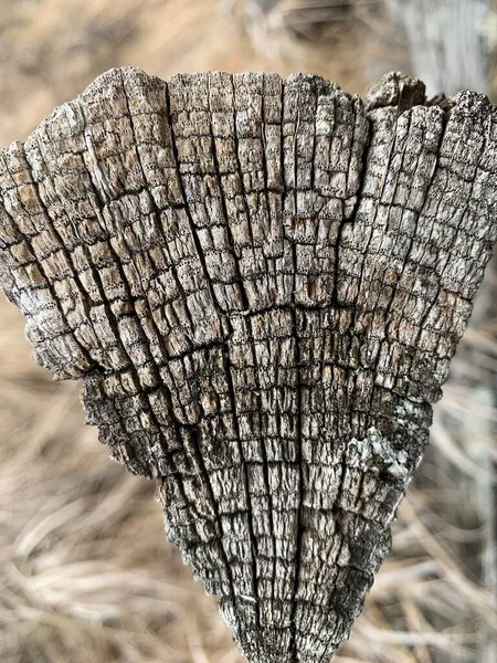 Part of an old stump with cracks. The structure of a piece of pine, closeup. — Stok fotoğraf