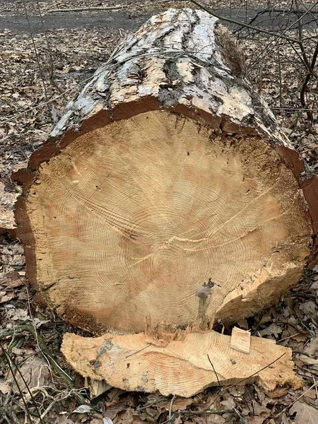 Rozsekaný strom leží na zemi, zblízka. Trvalá borovice je prořezána pod kořenem. — Stock fotografie