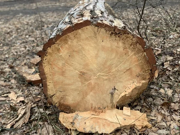 Rozsekaný strom leží na zemi, zblízka. Trvalá borovice je prořezána pod kořenem. — Stock fotografie