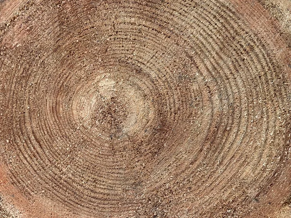 Old stump with cracks. Cross section of a tree trunk, tree structure, growth rings.