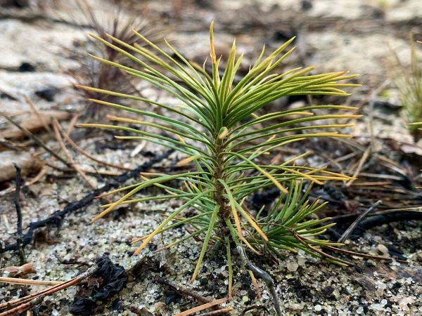 Small green sprout of coniferous tree, closeup. A young stalk of pine in the forest. — ストック写真
