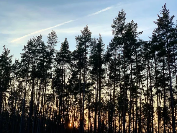 Obrysy borového lesa při západu slunce. Vysoké stromy v pozadí slunce v parku. — Stock fotografie