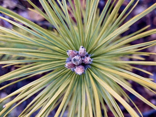 Pequeno broto verde de árvore conífera, close-up. Um jovem caule de pinheiro na floresta . — Fotografia de Stock