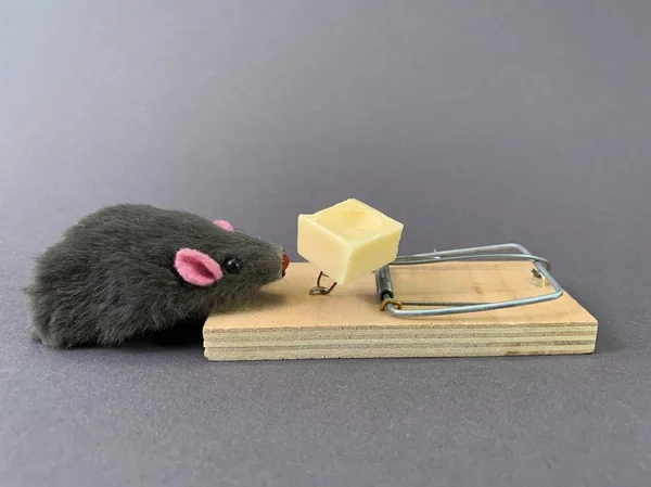 Free cheese in a mousetrap on a gray background. Wooden trap with a bait with a mechanism for rats and mice. — Stock Photo, Image