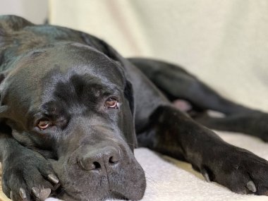Siyah, üzgün gözlü büyük bir köpek. Safkan köpek Cane Corso yerde yatıyor. Kavram: Köpek bekliyor, üzgün.