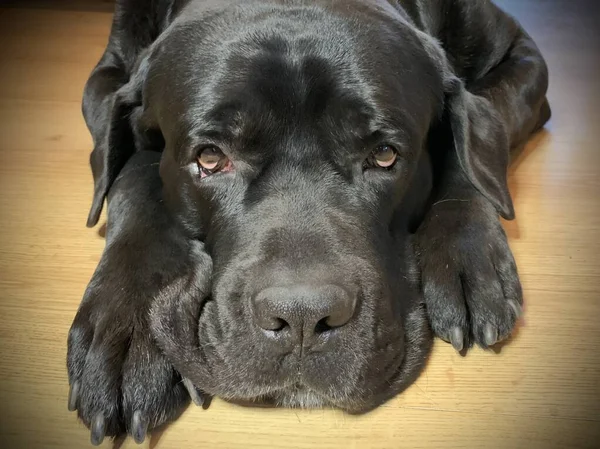 Preto, grande cão com olhos tristes. O cão de raça pura Cane Corso fica no chão. Conceito: o cachorro está esperando, triste — Fotografia de Stock