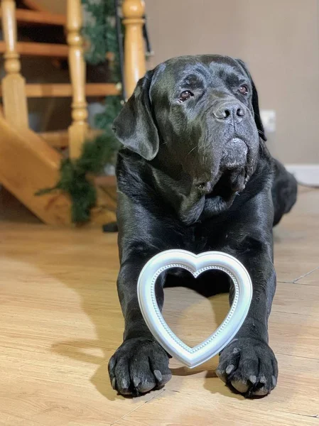 Negro, perro grande con un corazón blanco. El perro de raza pura Cane Corso yace en el suelo. Concepto: amor por los animales, amor por los perros —  Fotos de Stock