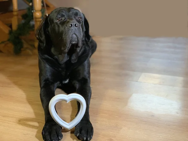 Black, big dog with a white heart. The purebred dog Cane Corso lies on the floor. Concept: love for animals, love for dogs — Stock Photo, Image