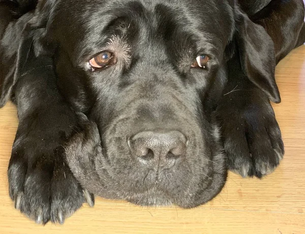 Svart, stor hund med ledsna ögon. Den renrasiga hunden Cane Corso ligger på golvet. Begreppet: hunden väntar, ledsen — Stockfoto